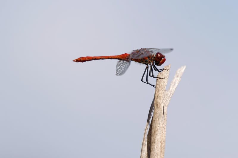 Dragon protector in flight